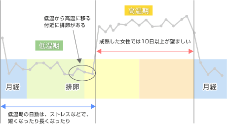 基礎体温表