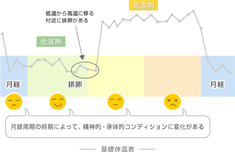 体温 生理 周期