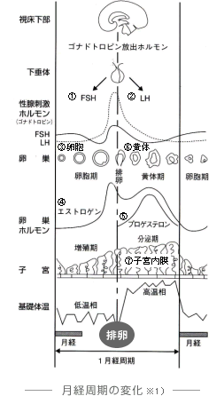 月経周期の変化　※1）