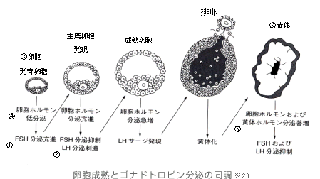 卵胞成熟とゴナドトロピン分泌の同調　※2）