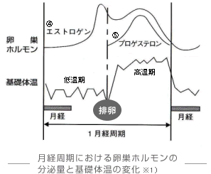 月経周期における卵巣ホルモンの分泌量と基礎体温の変化　※1）